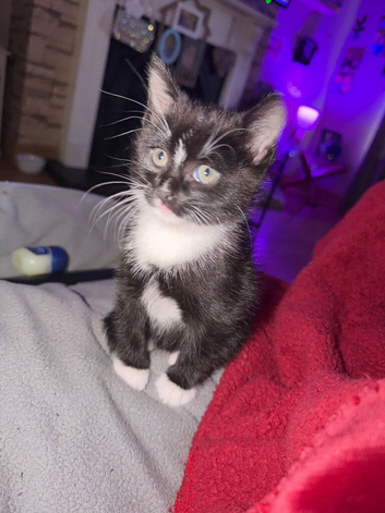 Female kitten black and white ready now Craigavon NI