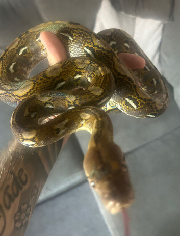 Dwarf reticulated python