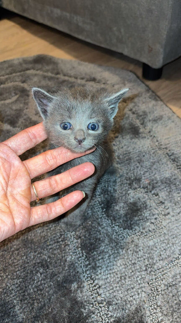 2 stunning British shorthair kittens