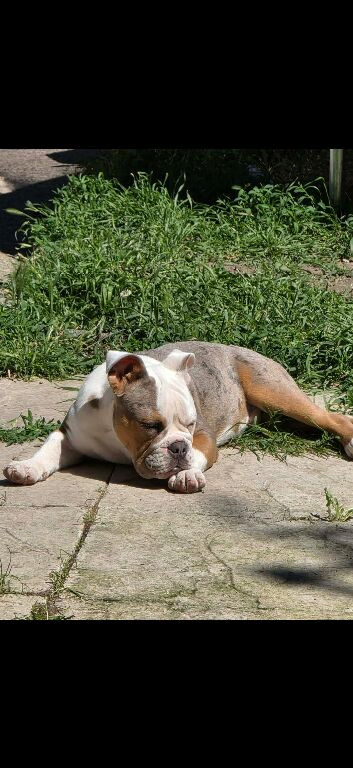 Old Tyme bulldog
