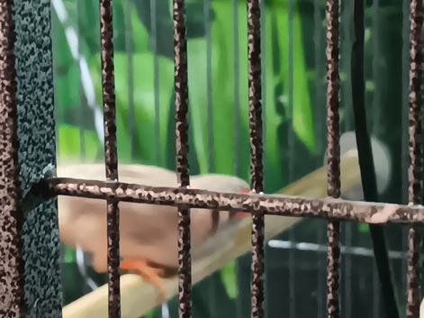10 Zebra Finches and Indoor Aviary