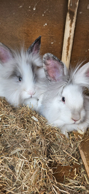 Baby lionhead sisters need a home