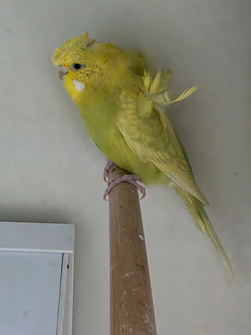 Budgies