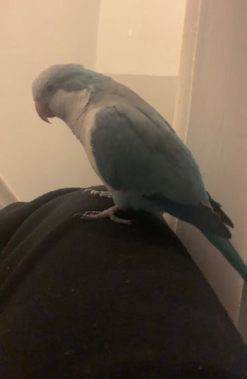 Rehome