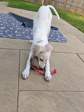 3/4 saluki grey 12 weeks old fully vaccinated