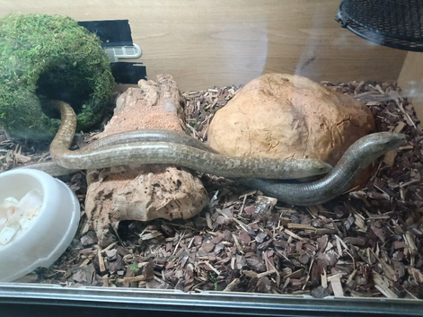 Pair legless lizards