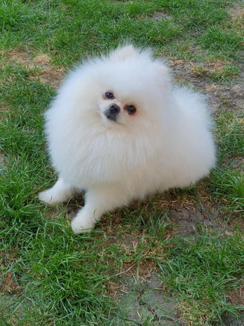 KC White pomeranian PROVEN STUD DUTIES ONLY
