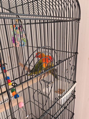 Love birds