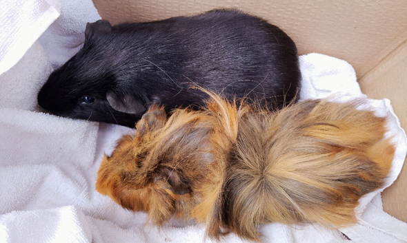 young & adult boars looking for new homes