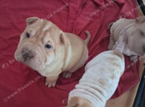 Beautiful puppies ( shar pei)