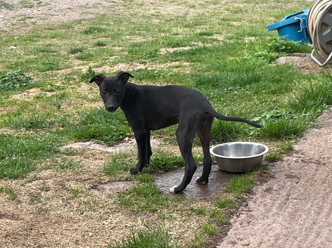 Whippet Puppies READY NOW
