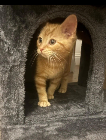 Kittens ready now