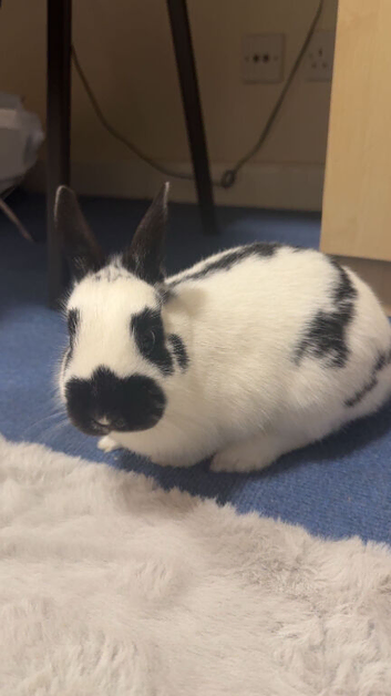 Looking to rehome a rabbit