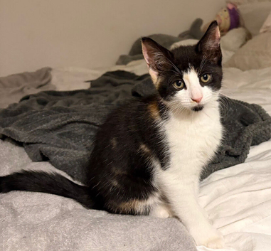 Two kittens available. White boy, dark girl. Born 17th april