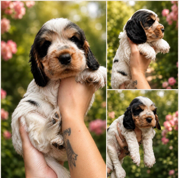 1 stunning boy LEFT KC Show-type cocker spaniel