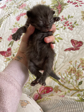 Maine coon x Persian kitten