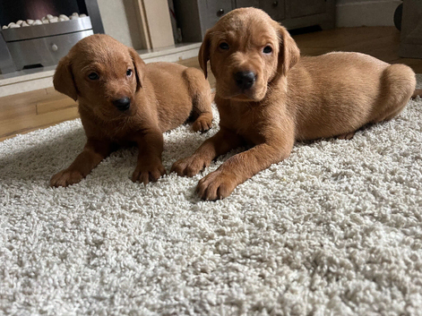 Beautiful Deep Red Labs