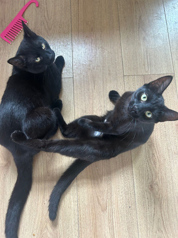 2 loving 8 month kittens