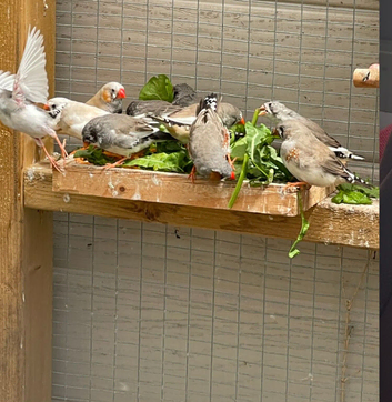 Zebra Finches