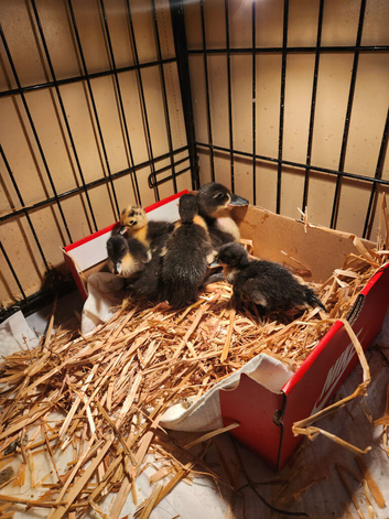 Mixed baby ducks