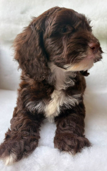 Gorgeous Cockapoo puppies