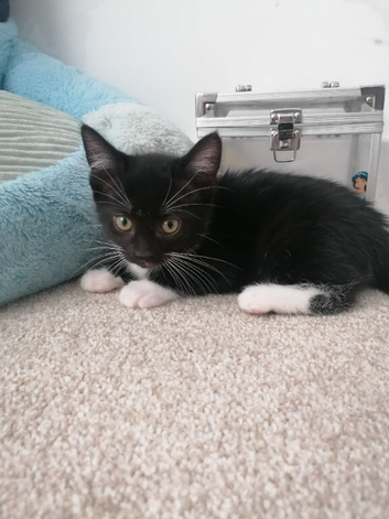 Beautiful Kittens looking for loving homes