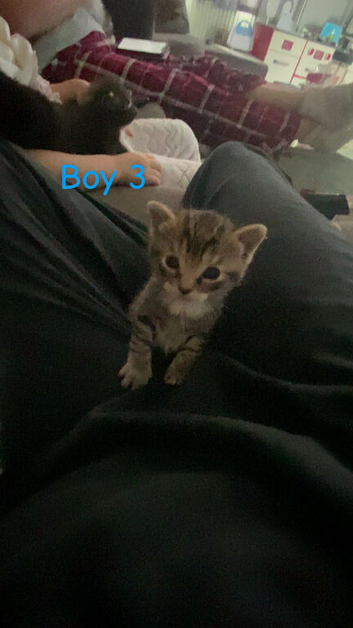 1 boy looking for his forever home
