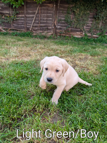 White(Yellow) and Red fox Labrador puppies
