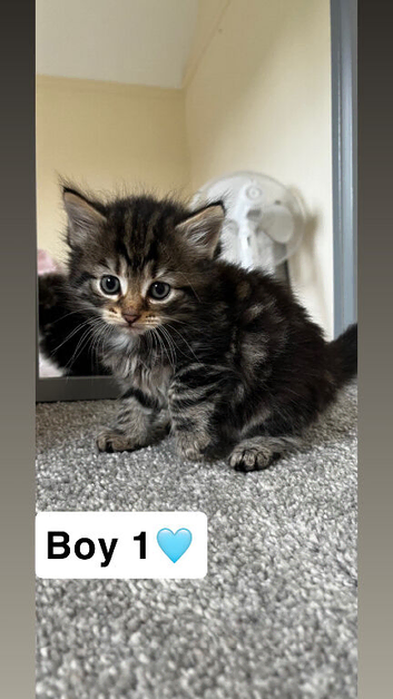 Grey tabby and black kittens