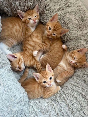 5 beautiful ginger kittens ready from 27th October