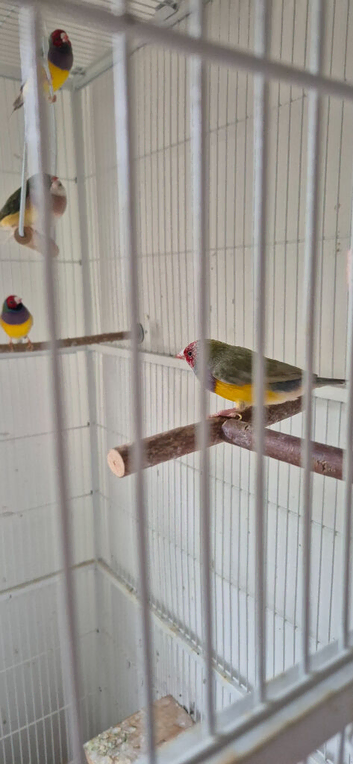 Nice male finches..