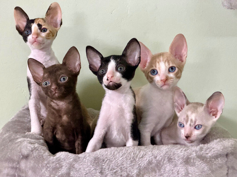 Beautiful Cornish Rex Kittens - Reservations Now Open!