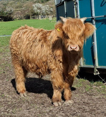 Highland cow - 3 year old steer