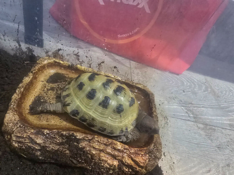 Horsfield Male 6 year old Tortoise