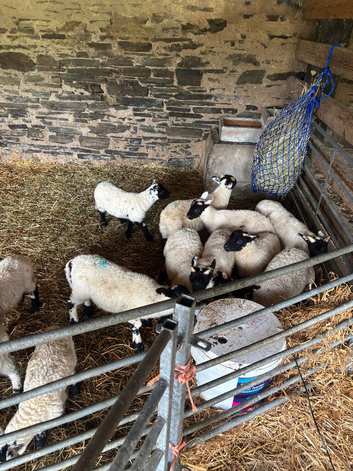 Pet lambs in need of loving home