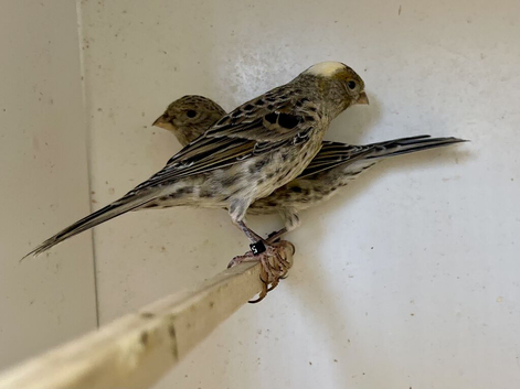 Show quality Lizard Canaries