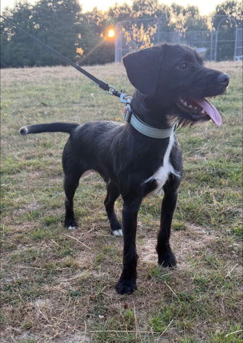 Patterdale cross cocker spaniel