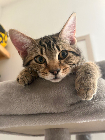 8 month old in need of new home