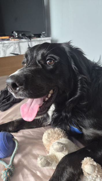 Beautiful boy looking a forever home