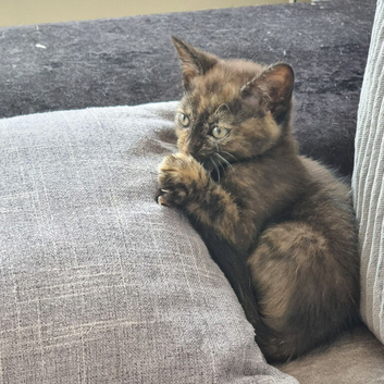 2 little girl tortoiseshell and grey looking for a new home