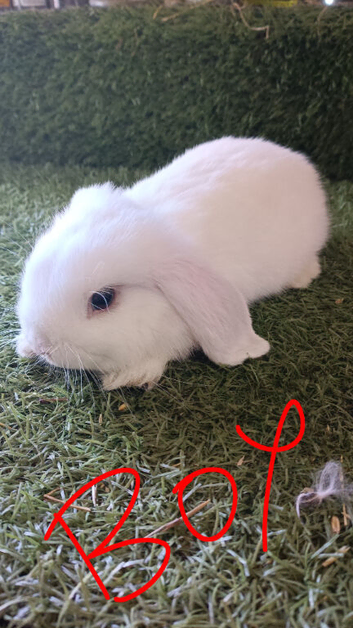 Pure mini lops
