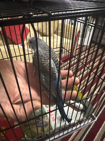 Blackwing budgie handtame very healthy and active