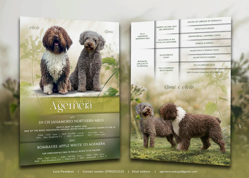 Spanish water dog RKC register