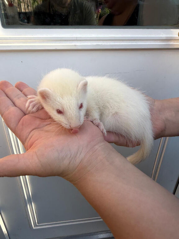 Ferret kits 1/2 micro hobs 10 weeks