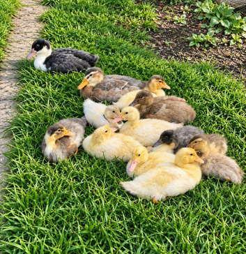 Indian Runner Ducklings Available