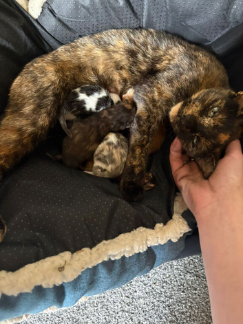 2 beautiful kittens for sale ready 23rd june