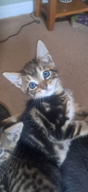 3 beautiful boy kittens  ready for new homes