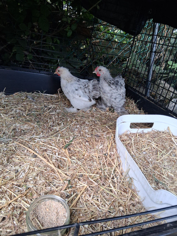 2 Bantam boys