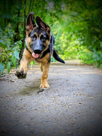 German shepherd