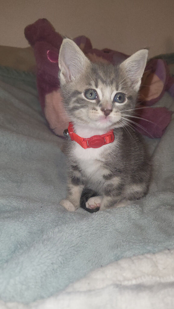 Beautiful male kitten